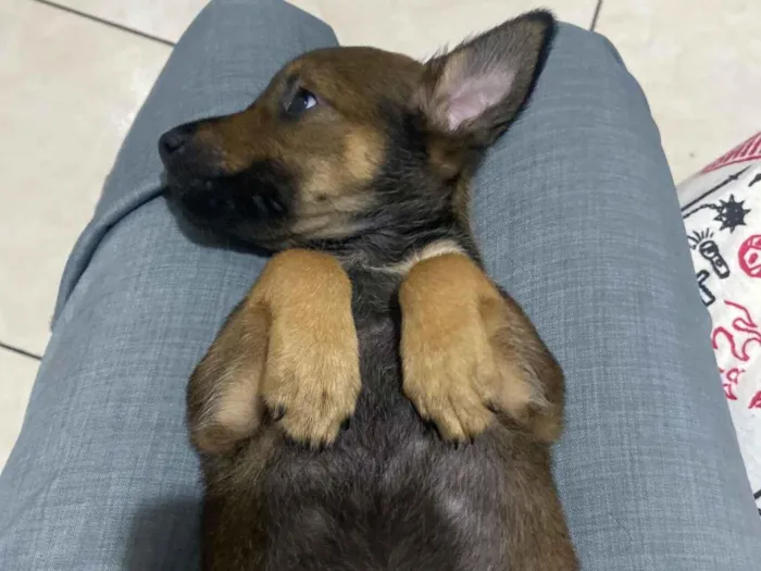 Cachorro raça SRD-ViraLata idade 2 a 6 meses nome Rosinha