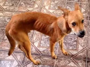 Cachorro raça SRD-ViraLata idade 1 ano nome Angus 