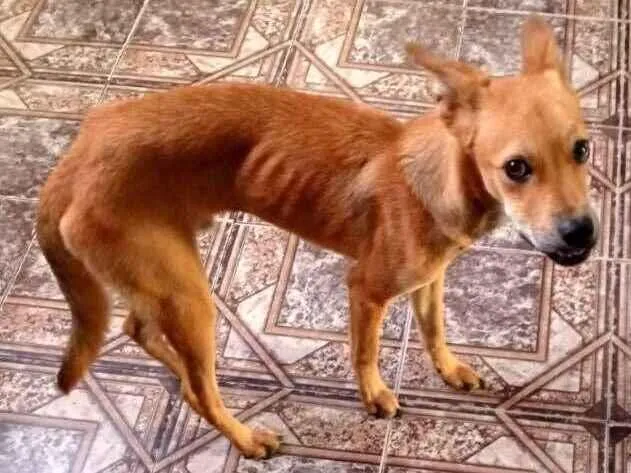 Cachorro raça SRD-ViraLata idade 1 ano nome Angus 