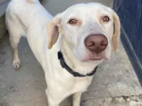Cachorro raça SRD-ViraLata idade 1 ano nome Max