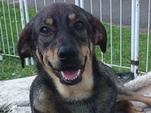 Cachorro raça SRD-ViraLata idade 1 ano nome Waltinho 