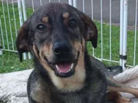 Cachorro raça SRD-ViraLata idade 1 ano nome Waltinho 