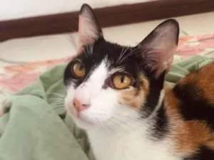 Gato raça SRD-ViraLata idade 7 a 11 meses nome Mozaika e Henri