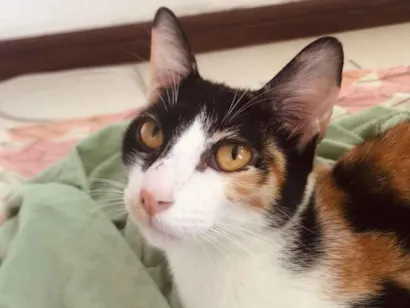 Gato raça SRD-ViraLata idade 7 a 11 meses nome Mozaika e Henri