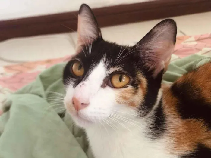 Gato raça SRD-ViraLata idade 7 a 11 meses nome Mozaika e Henri