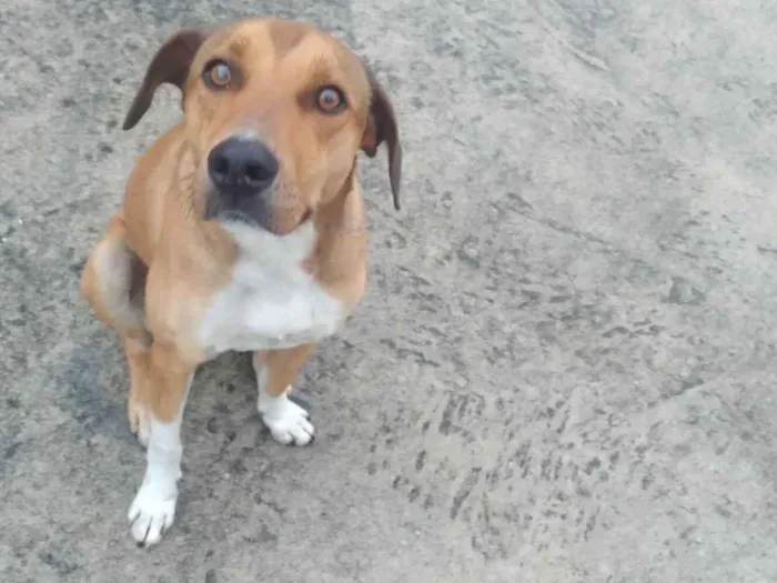 Cachorro raça SRD-ViraLata idade 7 a 11 meses nome Palito 