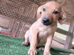 Cachorro raça SRD-ViraLata idade 2 a 6 meses nome Mel