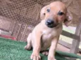 Cachorro raça SRD-ViraLata idade 2 a 6 meses nome Mel
