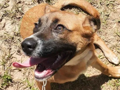 Cachorro raça SRD-ViraLata idade 7 a 11 meses nome Aurora 