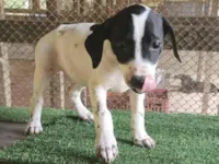 Cachorro raça SRD-ViraLata idade 2 a 6 meses nome Cristal