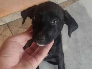 Cachorro raça SRD-ViraLata idade 2 a 6 meses nome Mel