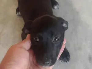Cachorro raça SRD-ViraLata idade 2 a 6 meses nome Luna