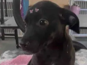 Cachorro raça SRD-ViraLata idade 2 a 6 meses nome Luna