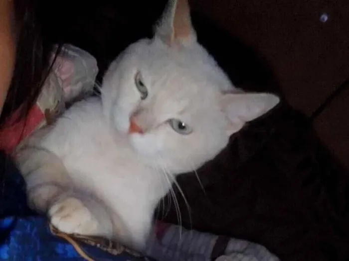 Gato raça Exótico idade 5 anos nome Mingau 
