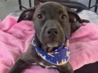 Cachorro raça SRD-ViraLata idade 2 a 6 meses nome Toddy 