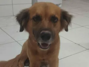 Cachorro raça SRD-ViraLata idade 2 anos nome Nome desconhecido (sem identificação)