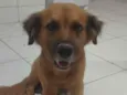 Cachorro raça SRD-ViraLata idade 2 anos nome Nome desconhecido (sem identificação)