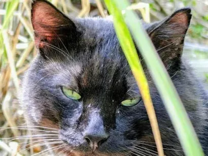 Meu gato preto (olhos verdes, rabo bem cheio) desapareceu (SUSPEITA DE FURTO) na madrugada de 10/01 no condomínio barra light, Recreio do Bandeirantes