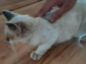 Gato raça Siamês idade 2 a 6 meses nome Sem nome