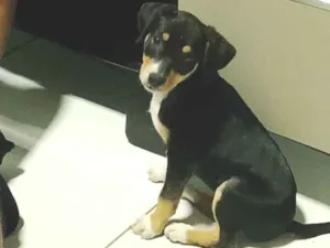 Cachorro raça SRD-ViraLata idade 2 a 6 meses nome Amora