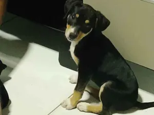 Cachorro raça SRD-ViraLata idade 2 a 6 meses nome Amora