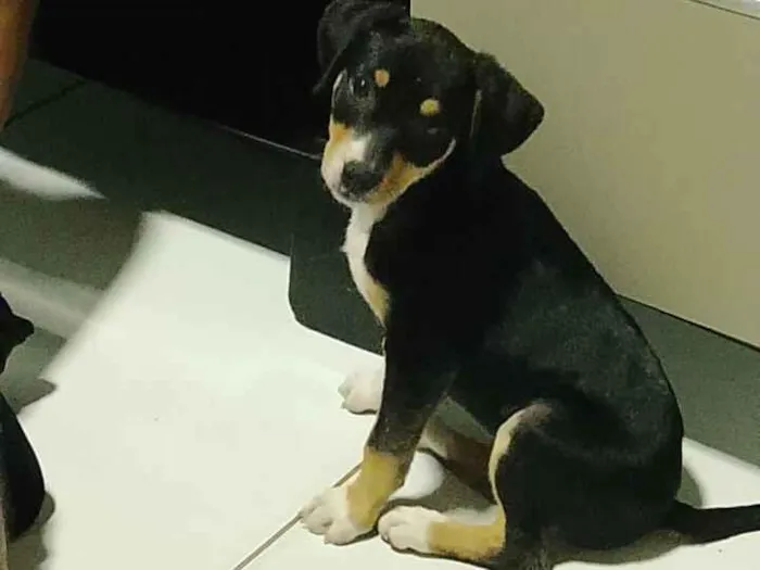Cachorro raça SRD-ViraLata idade 2 a 6 meses nome Amora