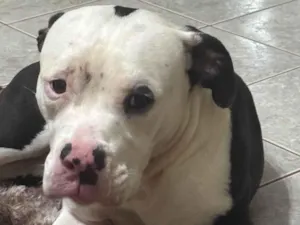 Cachorro raça SRD-ViraLata idade 1 ano nome Oreon