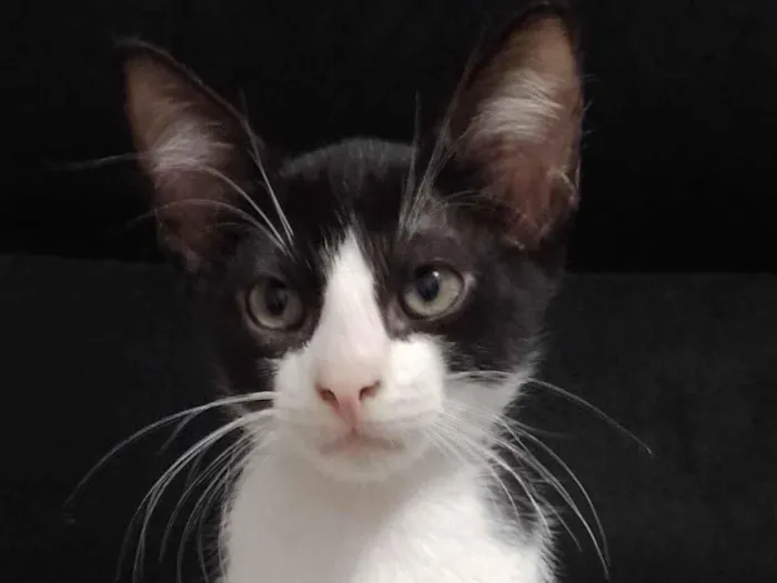 Gato raça SRD-ViraLata idade 2 a 6 meses nome Frajola 