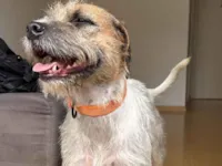 Cachorro raça SRD-ViraLata idade 3 anos nome Manguinha 