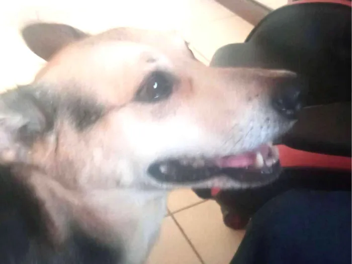 Cachorro raça SRD-ViraLata idade 6 ou mais anos nome flash