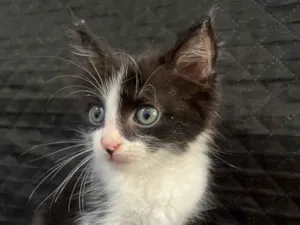 Gato raça SRD-ViraLata idade 2 a 6 meses nome Pretinha