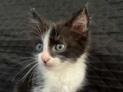 Gato raça SRD-ViraLata idade 2 a 6 meses nome Pretinha