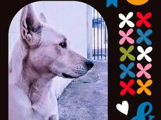 Cachorro raça Labrador idade 2 a 6 meses nome Thor 