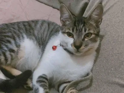 Gato raça SRD-ViraLata idade 2 a 6 meses nome Ana Clara 