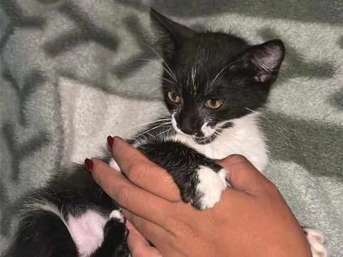 Gato raça SRD-ViraLata idade 2 a 6 meses nome Pimentinha