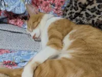 Gato raça SRD-ViraLata idade 4 anos nome Melo