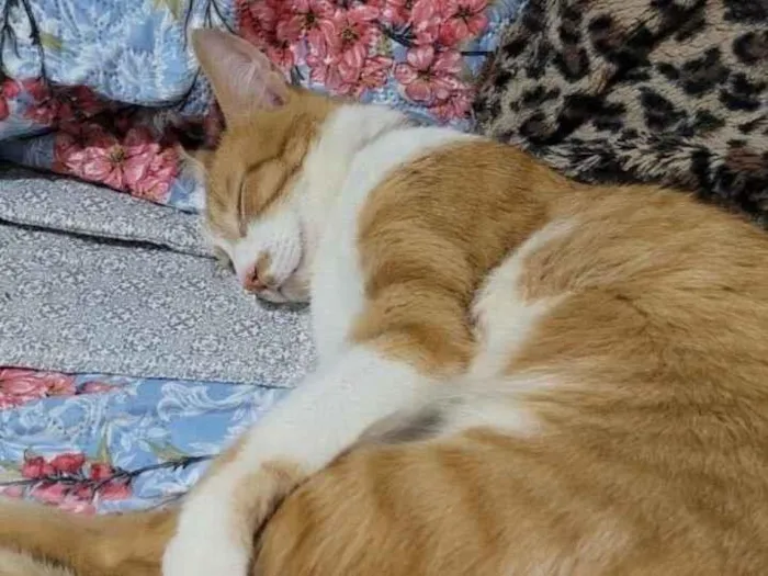 Gato raça SRD-ViraLata idade 4 anos nome Melo