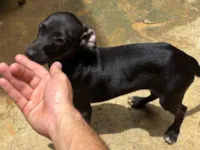 Cachorro raça SRD-ViraLata idade 7 a 11 meses nome Sem nome 
