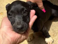 Cachorro raça SRD-ViraLata idade 7 a 11 meses nome Sem nome 