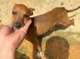 Cachorro raça SRD-ViraLata idade 7 a 11 meses nome Paçoca
