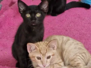 Gato raça Exótico idade 2 a 6 meses nome Sem nome 