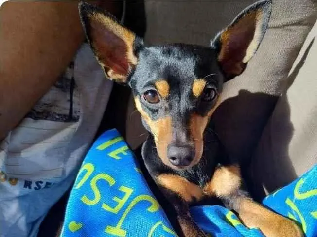 Cachorro raça Pinscher idade 1 ano nome Nico