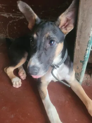 Cachorro raça Basset-Cofap idade 2 a 6 meses nome Cookie