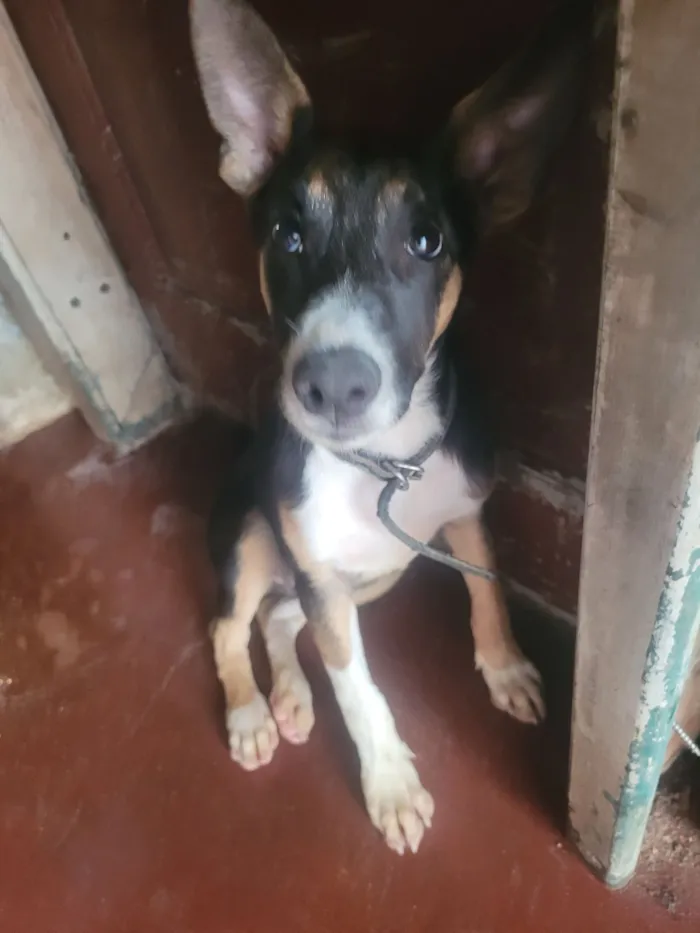 Cachorro raça Basset-Cofap idade 2 a 6 meses nome Cookie