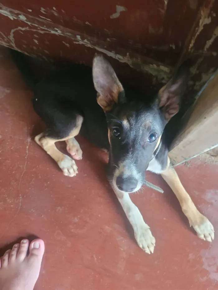 Cachorro raça SRD-ViraLata idade 2 a 6 meses nome Cookie