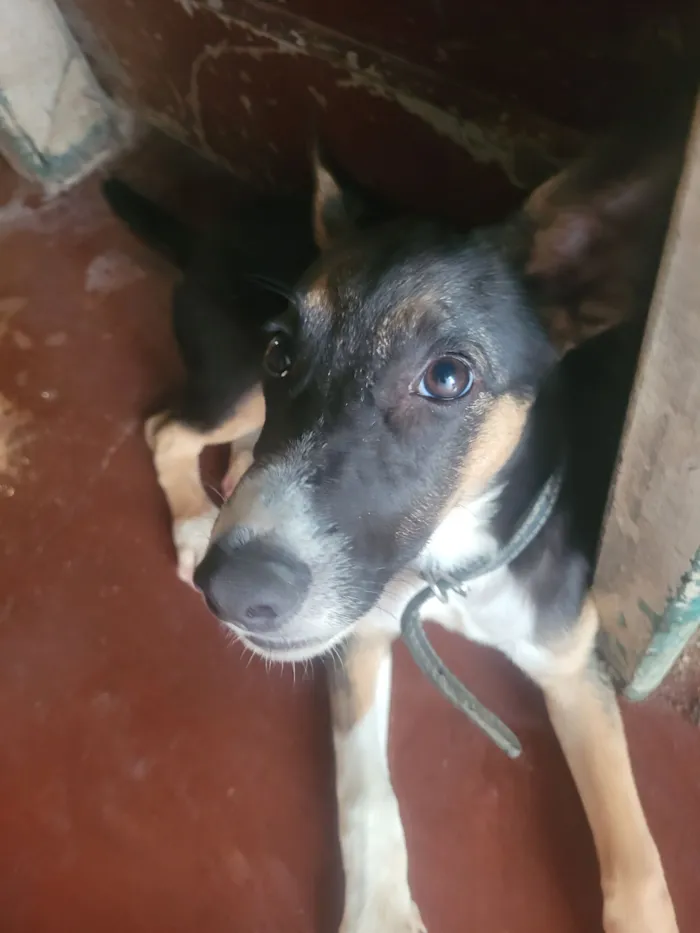 Cachorro raça SRD-ViraLata idade 2 a 6 meses nome Cookie