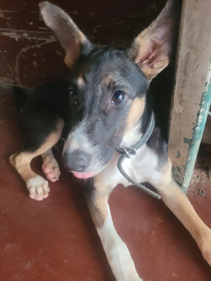 Cachorro raça SRD-ViraLata idade 2 a 6 meses nome Cookie