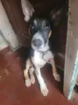 Cachorro raça SRD-ViraLata idade 2 a 6 meses nome Cookie