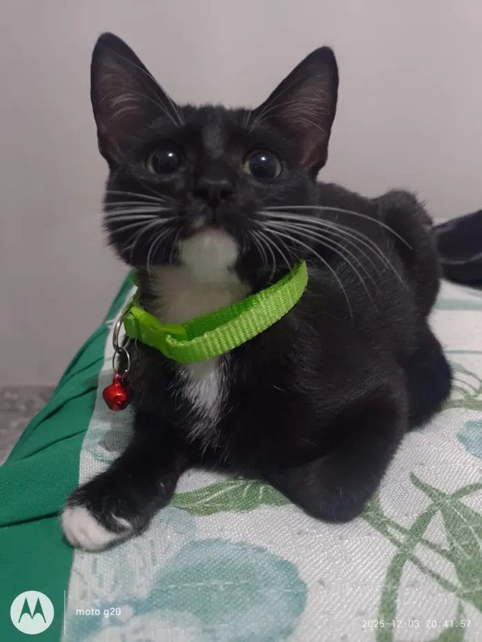 Gato raça SRD-ViraLata idade 2 a 6 meses nome Kitty