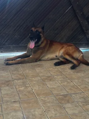 Cachorro raça SRD-ViraLata idade 3 anos nome Ozzy